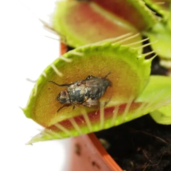Online Venus flugfälla - Dionaea muscipula - kruka på 9cm Krukväxter Inomhus