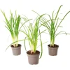 Vild vitlök - Set om 3 - Tulbaghia violacea - Höjd 15-25cm - ⌀9cm Krukväxter Inomhus