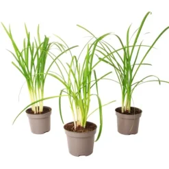 Vild vitlök - Set om 3 - Tulbaghia violacea - Höjd 15-25cm - ⌀9cm Krukväxter Inomhus