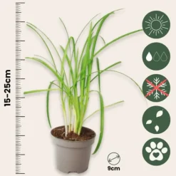 Vild vitlök - Set om 3 - Tulbaghia violacea - Höjd 15-25cm - ⌀9cm Krukväxter Inomhus