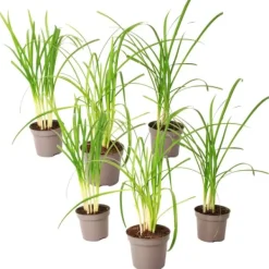 Vild vitlök - Set om 6 - Tulbaghia violacea - Höjd 15-25cm - ⌀9cm