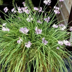 Vild vitlök - Set om 6 - Tulbaghia violacea - Höjd 15-25cm - ⌀9cm