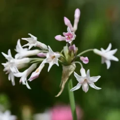 Vild vitlök - Set om 6 - Tulbaghia violacea - Höjd 15-25cm - ⌀9cm