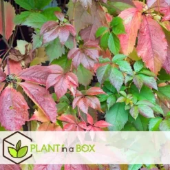 Vildvin - Set om 6 - Parthenocissus quinquefolia - Höjd 25-40cm - ⌀9cm