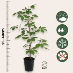 Vildvin - Set om 3 - Parthenocissus quinquefolia - Höjd 25-40cm - ⌀9cm