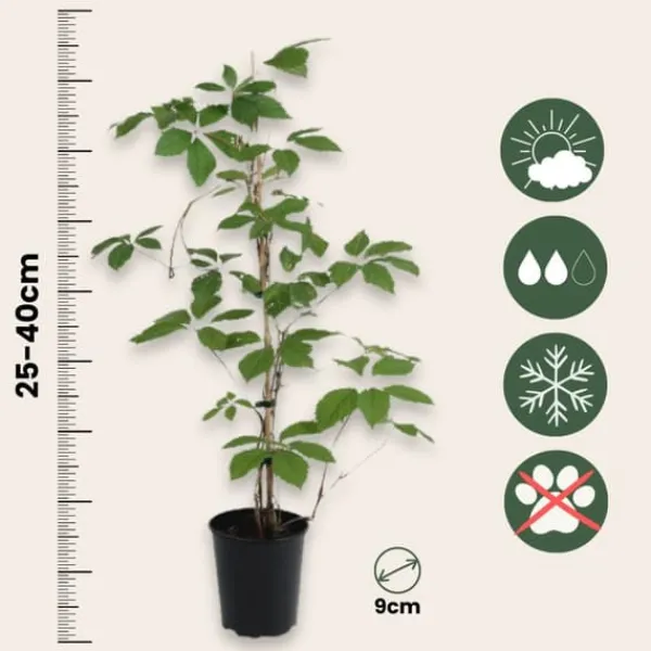 Vildvin - Set om 3 - Parthenocissus quinquefolia - Höjd 25-40cm - ⌀9cm