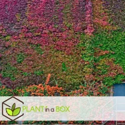 Vildvin - Set om 3 - Parthenocissus quinquefolia - Höjd 25-40cm - ⌀9cm