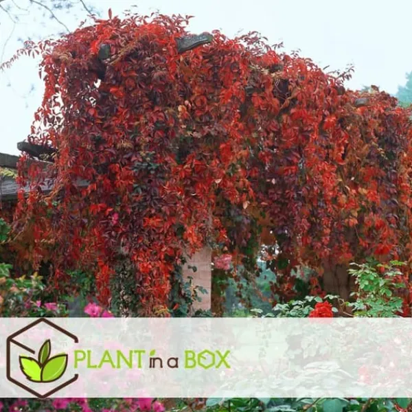 Vildvin - Set om 3 - Parthenocissus quinquefolia - Höjd 25-40cm - ⌀9cm