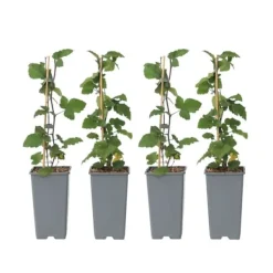 Vinbärsväxt - Set om 4 - Ribes rubrum 'Jonkheer van Tets' - Höjd 50-60cm - ⌀15cm
