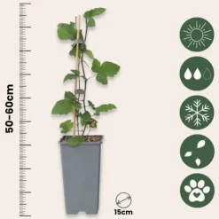 Vinbärsväxt - Set om 4 - Ribes rubrum 'Jonkheer van Tets' - Höjd 50-60cm - ⌀15cm
