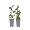 Vinbärsväxt - Set om 2 - Ribes rubrum 'Jonkheer van Tets' - Höjd 50-60cm - ⌀15cm