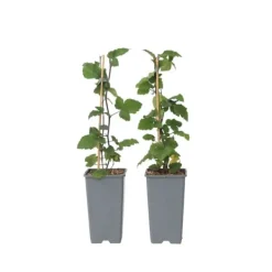 Vinbärsväxt - Set om 2 - Ribes rubrum 'Jonkheer van Tets' - Höjd 50-60cm - ⌀15cm