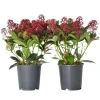 Hot Vinterbär - Set om 2 - Skimmia japonica 'Rubella' - Höjd 35-45cm - ⌀15cm Krukväxter Inomhus