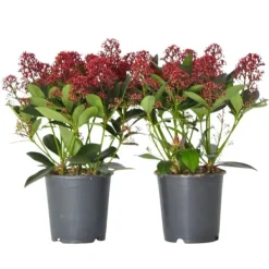 Hot Vinterbär - Set om 2 - Skimmia japonica 'Rubella' - Höjd 35-45cm - ⌀15cm Krukväxter Inomhus