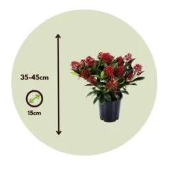 Hot Vinterbär - Set om 2 - Skimmia japonica 'Rubella' - Höjd 35-45cm - ⌀15cm Krukväxter Inomhus