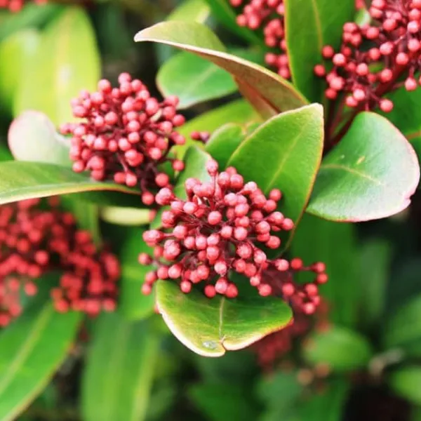 Hot Vinterbär - Set om 2 - Skimmia japonica 'Rubella' - Höjd 35-45cm - ⌀15cm Krukväxter Inomhus