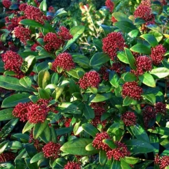 Hot Vinterbär - Set om 2 - Skimmia japonica 'Rubella' - Höjd 35-45cm - ⌀15cm Krukväxter Inomhus