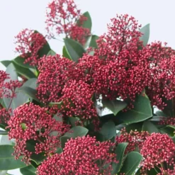 Hot Vinterbär - Set om 2 - Skimmia japonica 'Rubella' - Höjd 35-45cm - ⌀15cm Krukväxter Inomhus