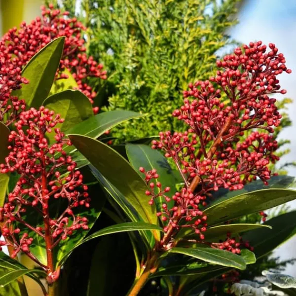 Hot Vinterbär - Set om 2 - Skimmia japonica 'Rubella' - Höjd 35-45cm - ⌀15cm Krukväxter Inomhus