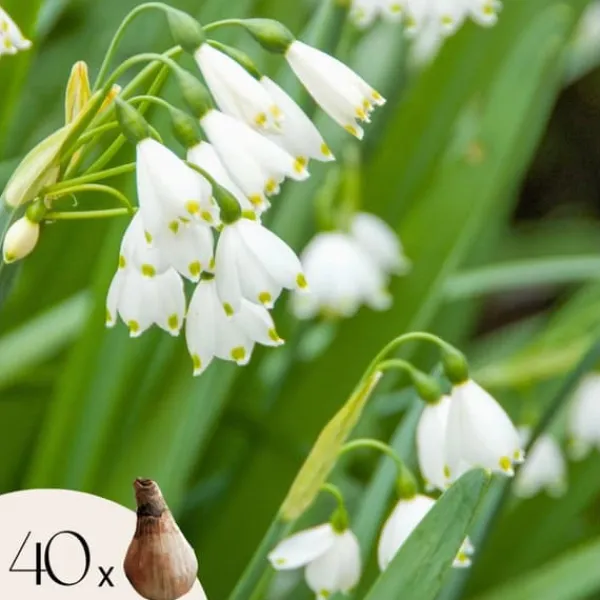 Vintergäck - Set om 40 - Leucojum aestivium - Blomlökar - Vit