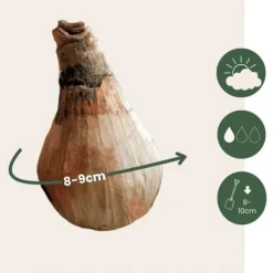 Vintergäck - Set om 40 - Leucojum aestivium - Blomlökar - Vit