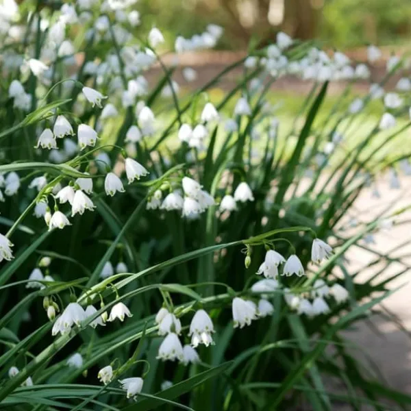 Vintergäck - Set om 40 - Leucojum aestivium - Blomlökar - Vit