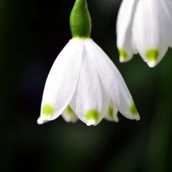 Vintergäck - Set om 40 - Leucojum aestivium - Blomlökar - Vit
