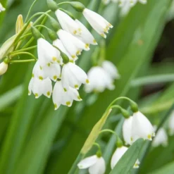 Outlet Vintergäck - Set om 20 - Leucojum aestivium - Blomlökar - Vit Fröer & Lökar
