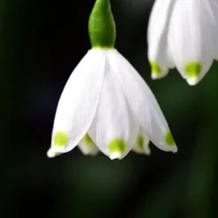 Outlet Vintergäck - Set om 20 - Leucojum aestivium - Blomlökar - Vit Fröer & Lökar