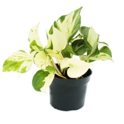 Outlet Vitprickig hjärtformad murgröna - Epipremnum Happy Leaf - Scindapsus - 12cm kruka - klättrande inomhusväxt Krukväxter Inomhus
