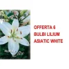 Sale VÅR BULLAR ERBJUDANDE 6 BULB LILIUM ASIATISKT VIT BULB BULLAR Fröer & Lökar