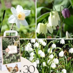 Våt trädgårdslåda - 30 blomsterlökar för fuktiga och regniga platser Fröer & Lökar