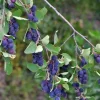 Best Växt - Amelanchier - Pigeonbär - Purpur - 30-40cm - Utomhusbruk Buskar