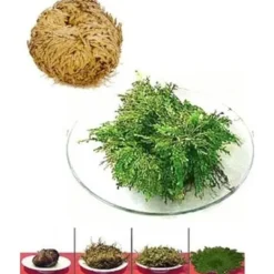 Best Växt - Rose of Jericho - Immortelle - Lyckoberlock - Dekorativt - Interiör Krukväxter Inomhus