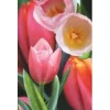 Hot Worth-Keeping Mini kartka 3D Tulipan (180178) Blommor