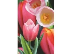 Hot Worth-Keeping Mini kartka 3D Tulipan (180178) Blommor