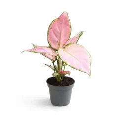 Hot 6x Aglaonema Mix - Krukväxter med Färgstarka Blad Krukväxter Inomhus