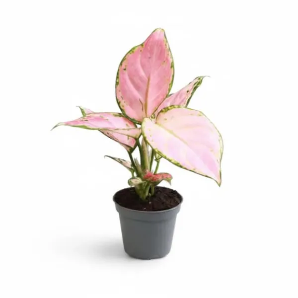 Hot 6x Aglaonema Mix - Krukväxter med Färgstarka Blad Krukväxter Inomhus
