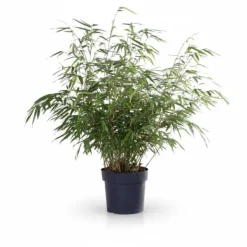 Clearance 4x Bambu Fargesia Rufa 60 cm i Kruka Ø19 cm Trädgårdsväxter