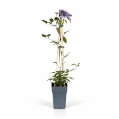 Clearance 4x Clematis Multi Blue 65 cm - Krukstorlek Ø15 cm Trädgårdsväxter