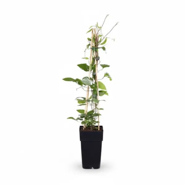 Online 3x Clematis Rouge Cardinal 65 cm - Krukstorlek Ø15 cm Trädgårdsväxter