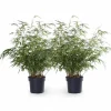 2x Fargesia Rufa Bambuväxter 60 cm i Kruka Ø19 cm