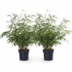 2x Fargesia Rufa Bambuväxter 60 cm i Kruka Ø19 cm