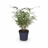 8x Fargesia Rufa Bambuväxter 40 cm i 14 cm Kruka