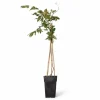2x Japansk Blåregn 'Rosea' 65 cm i Kruka Ø15 cm