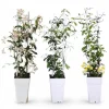 Best 3x Trachelospermum Mix - Klätterväxter 65 cm, Kruka Ø15 cm Trädgårdsväxter