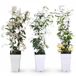 Best 3x Trachelospermum Mix - Klätterväxter 65 cm, Kruka Ø15 cm Trädgårdsväxter