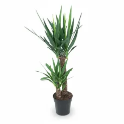 Clearance Yucca Elephantipes 100 cm - Krukväxt Ø21 cm Krukväxter Inomhus