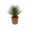 Yucca Rostrata - kruka 24cm höjd 60cm Krukväxter Inomhus