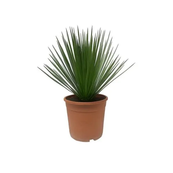 Yucca Rostrata - kruka 24cm höjd 60cm Krukväxter Inomhus
